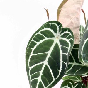 anthurium-crystallinum-zoom-planthiza