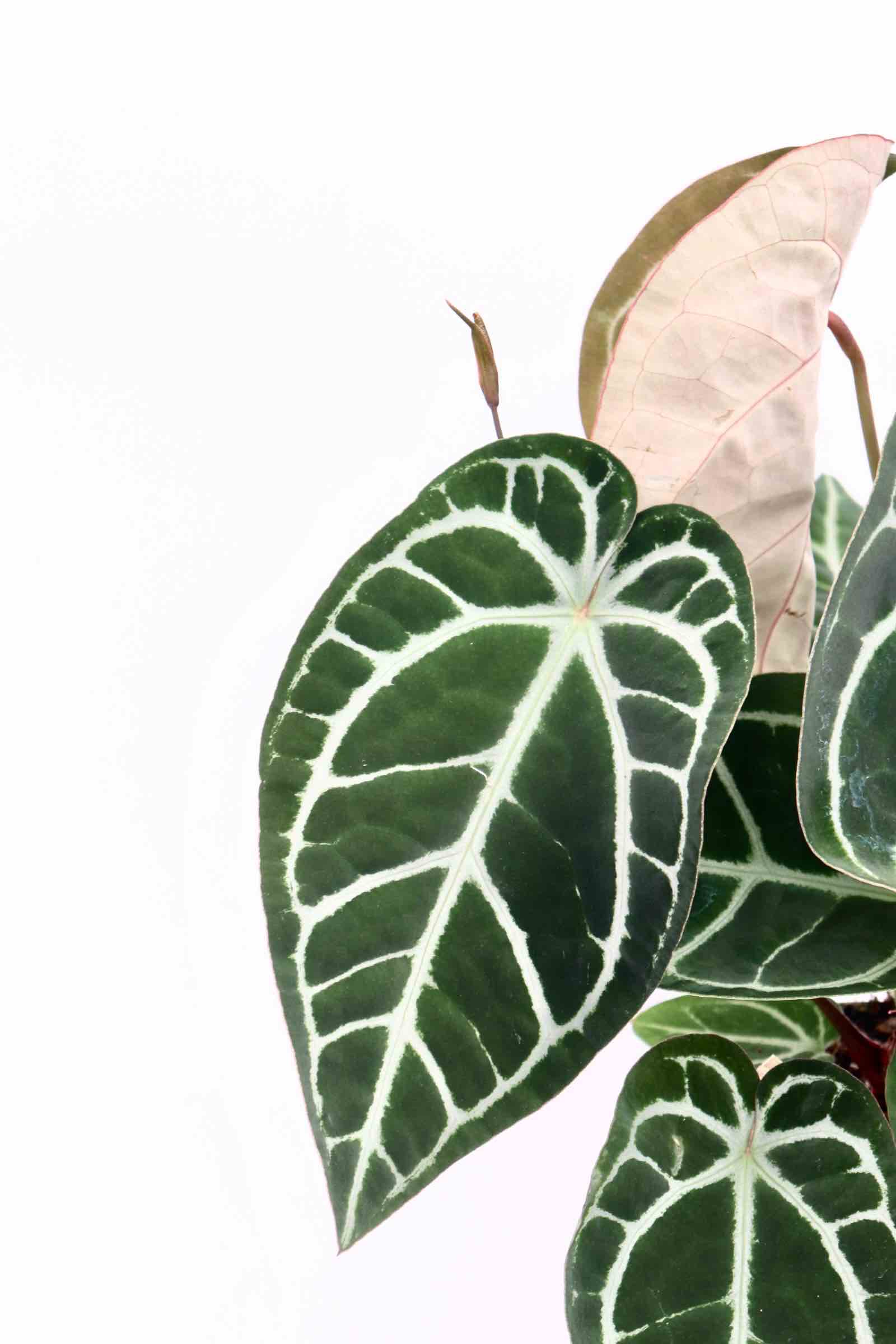 anthurium-crystallinum-zoom-planthiza