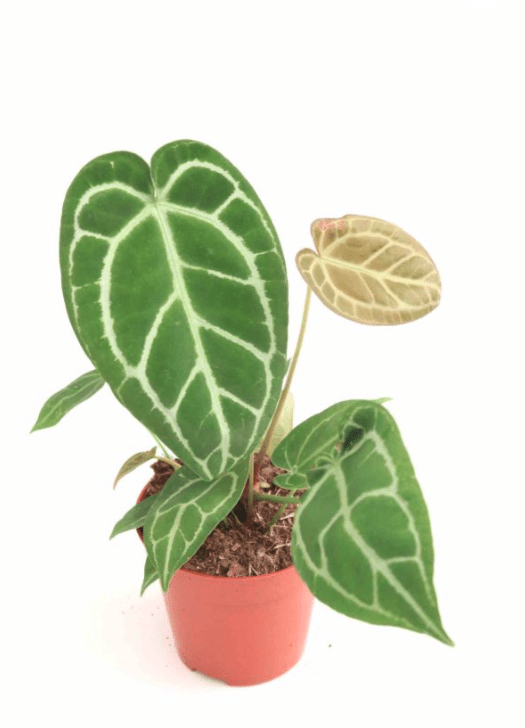 anthurium_crystallinum_planthiza