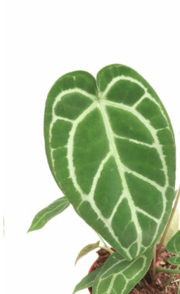 anthurium_crystallinum_planthiza
