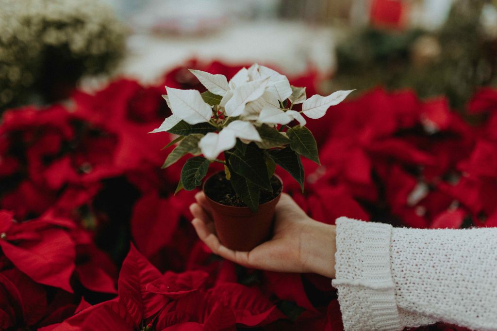 poinsettia-plant-profile-planthiza-compressed