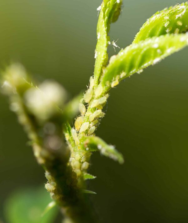 aphids-planthiza-close-up