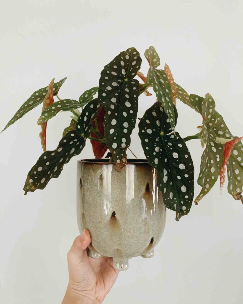 begonia-maculata-planthiza-blog-compressed