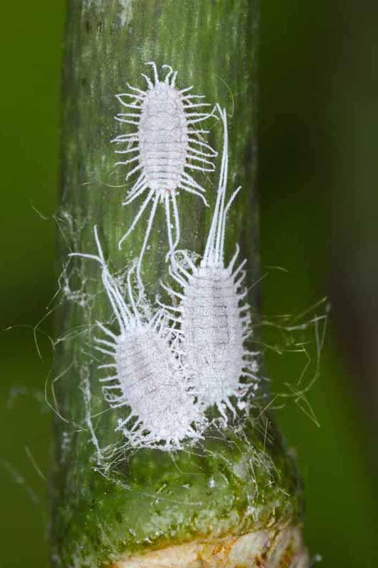 mealybugs-planthiza