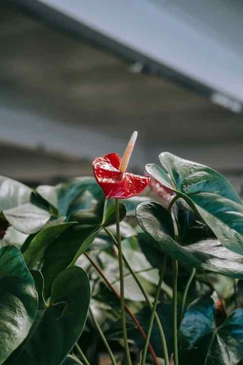 anthurium-adreanum-planthiza-blog-post-compressed