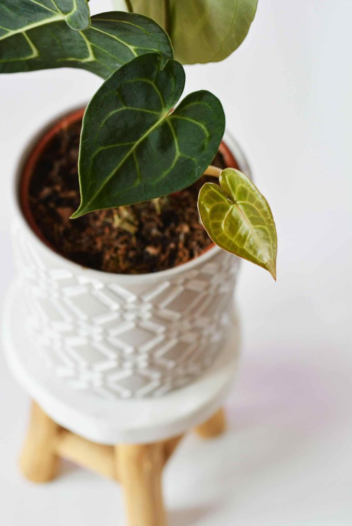 anthurium-clarinervium-planthiza-blogpost-compressed