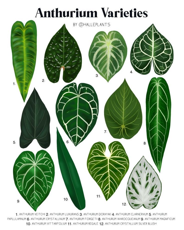 anthurium-varieties-halleplants