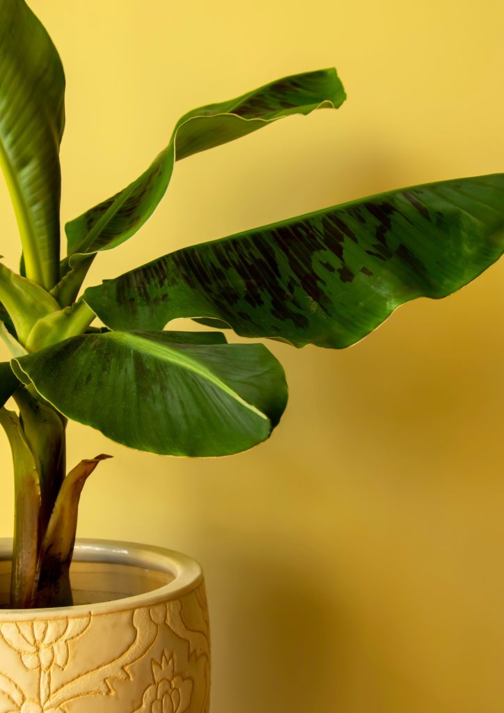 Musa-plant-profile-planthiza-cover