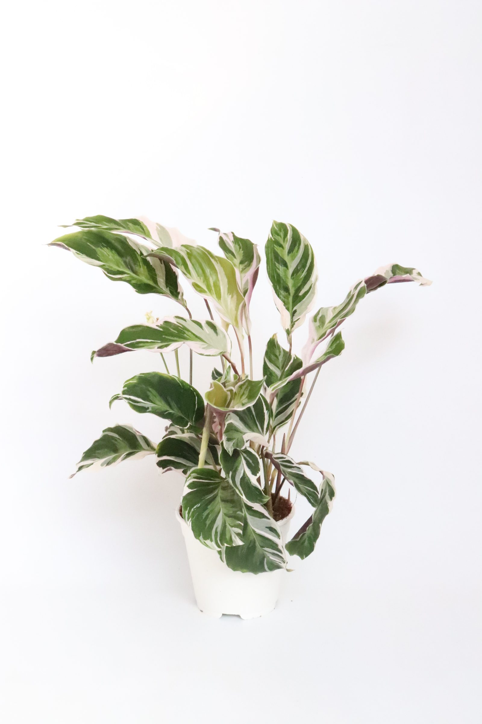 Calathea 'White Fusion' - Image 2