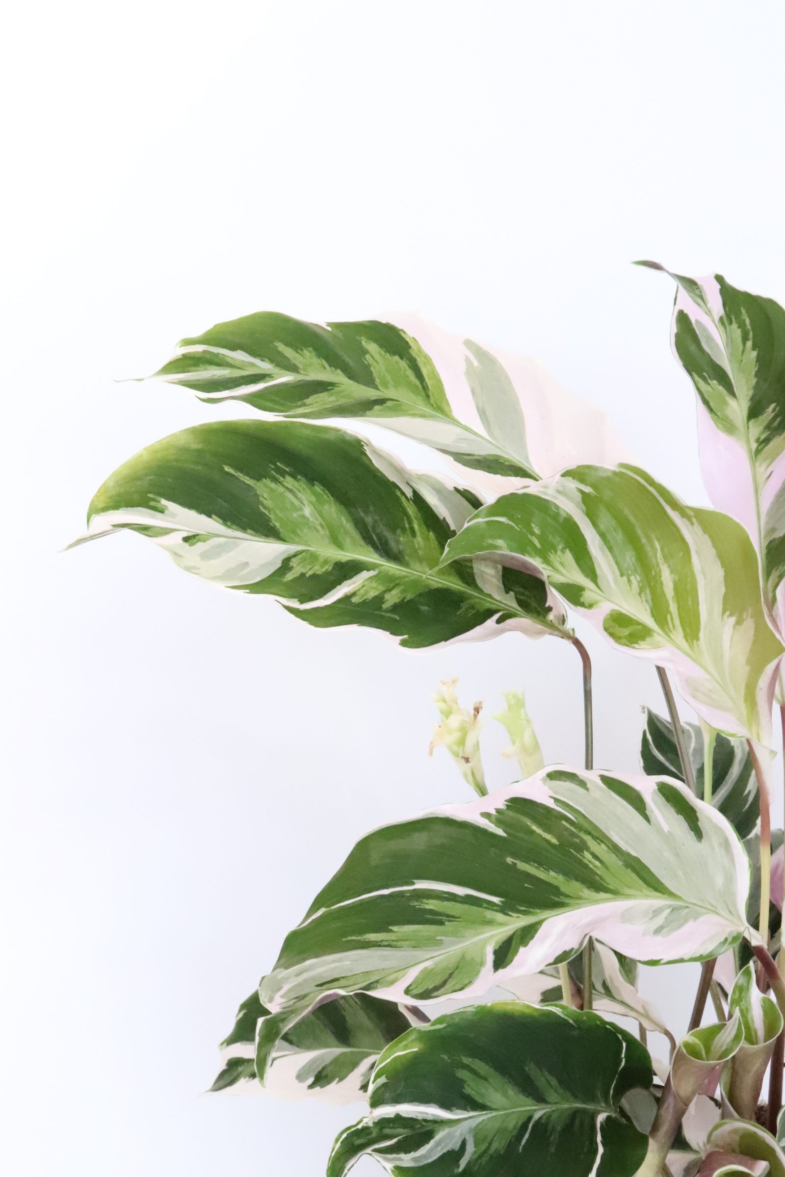 Calathea 'White Fusion'