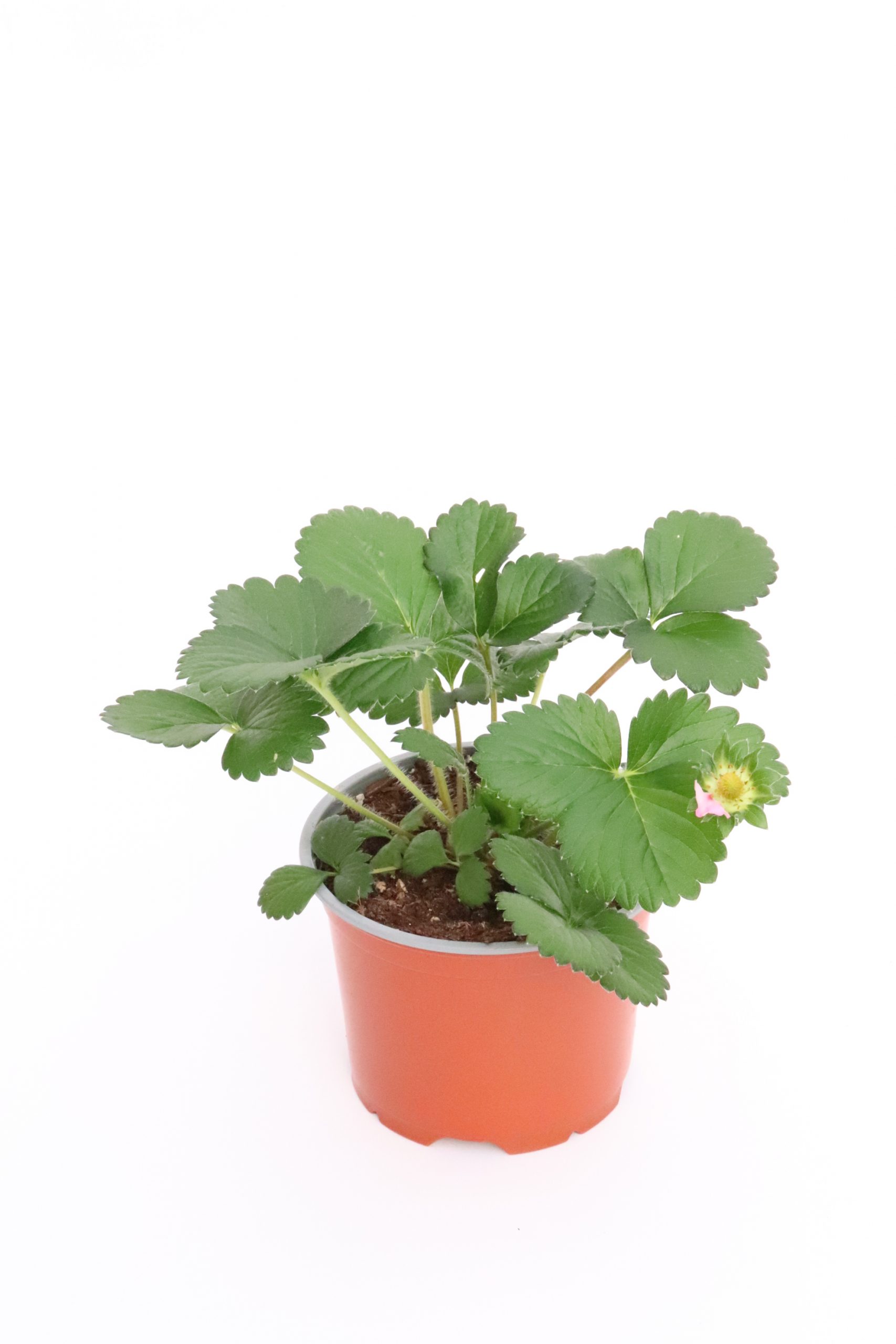 Morangueiros para plantar 🍓 - Image 2