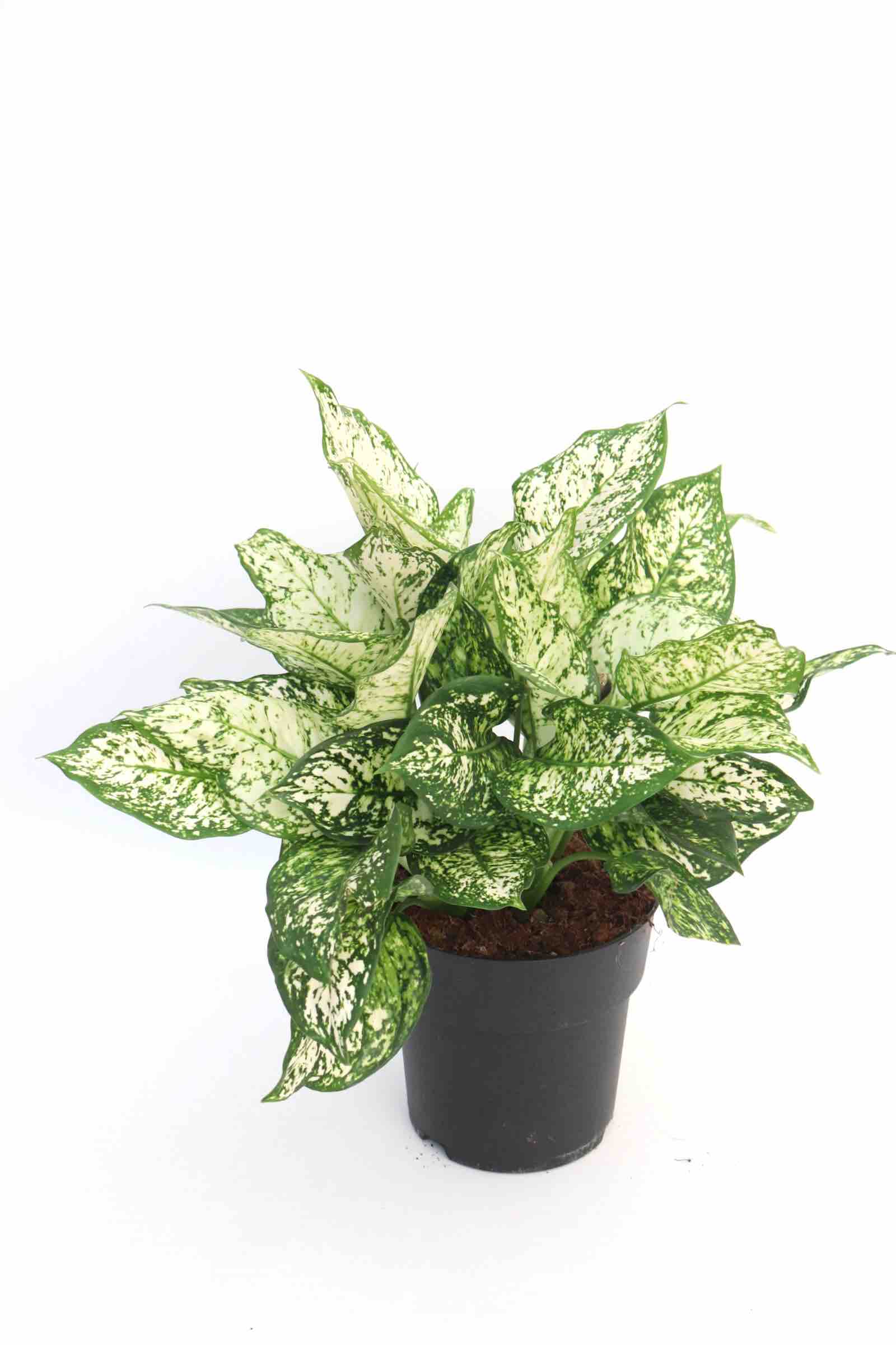 Aglaonema_kiwi_v19_planthiza