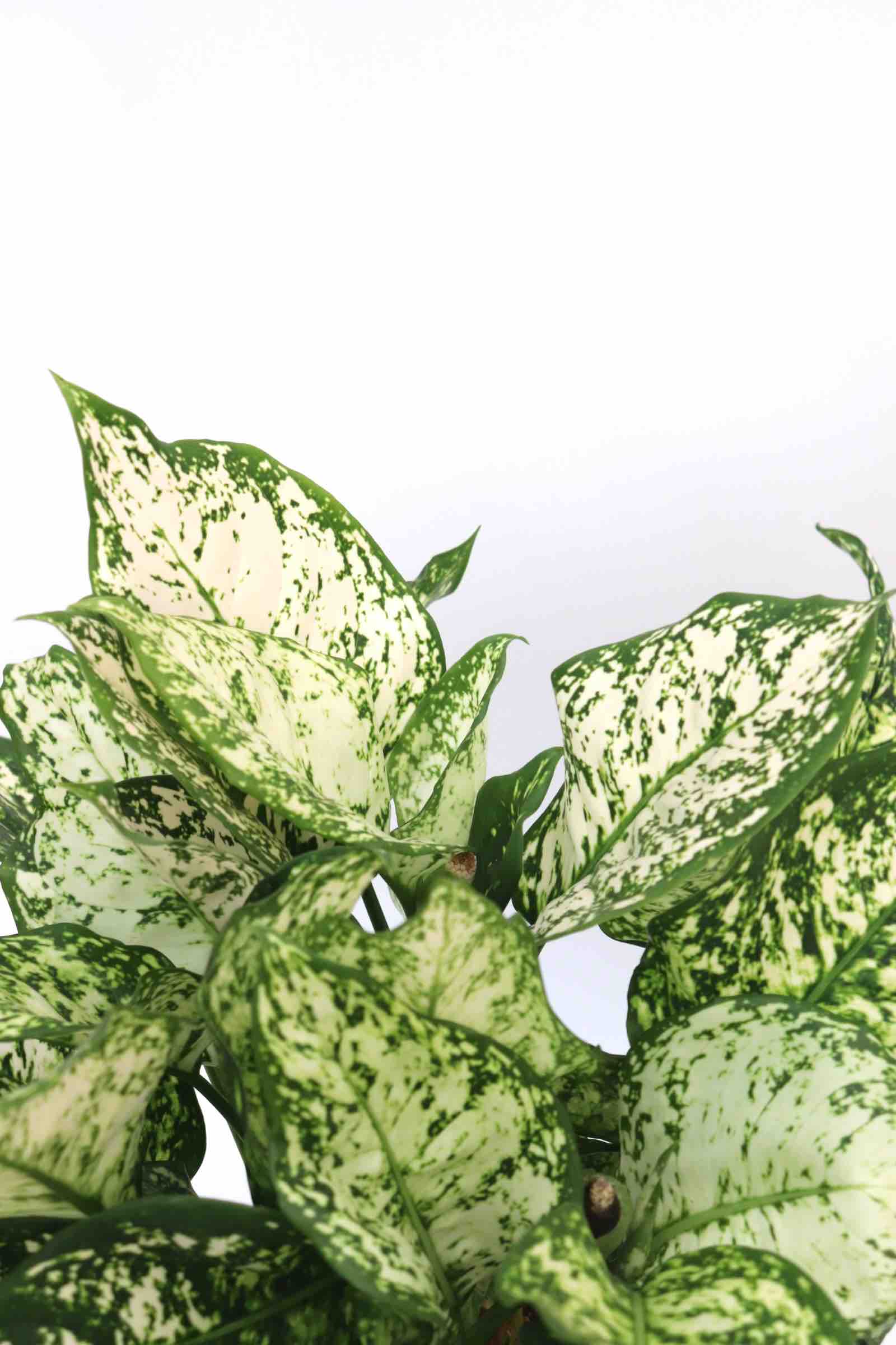 Aglaonema_kiwi_zoom_1_planthiza
