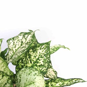 Aglaonema_kiwi_zoom_2_planthiza