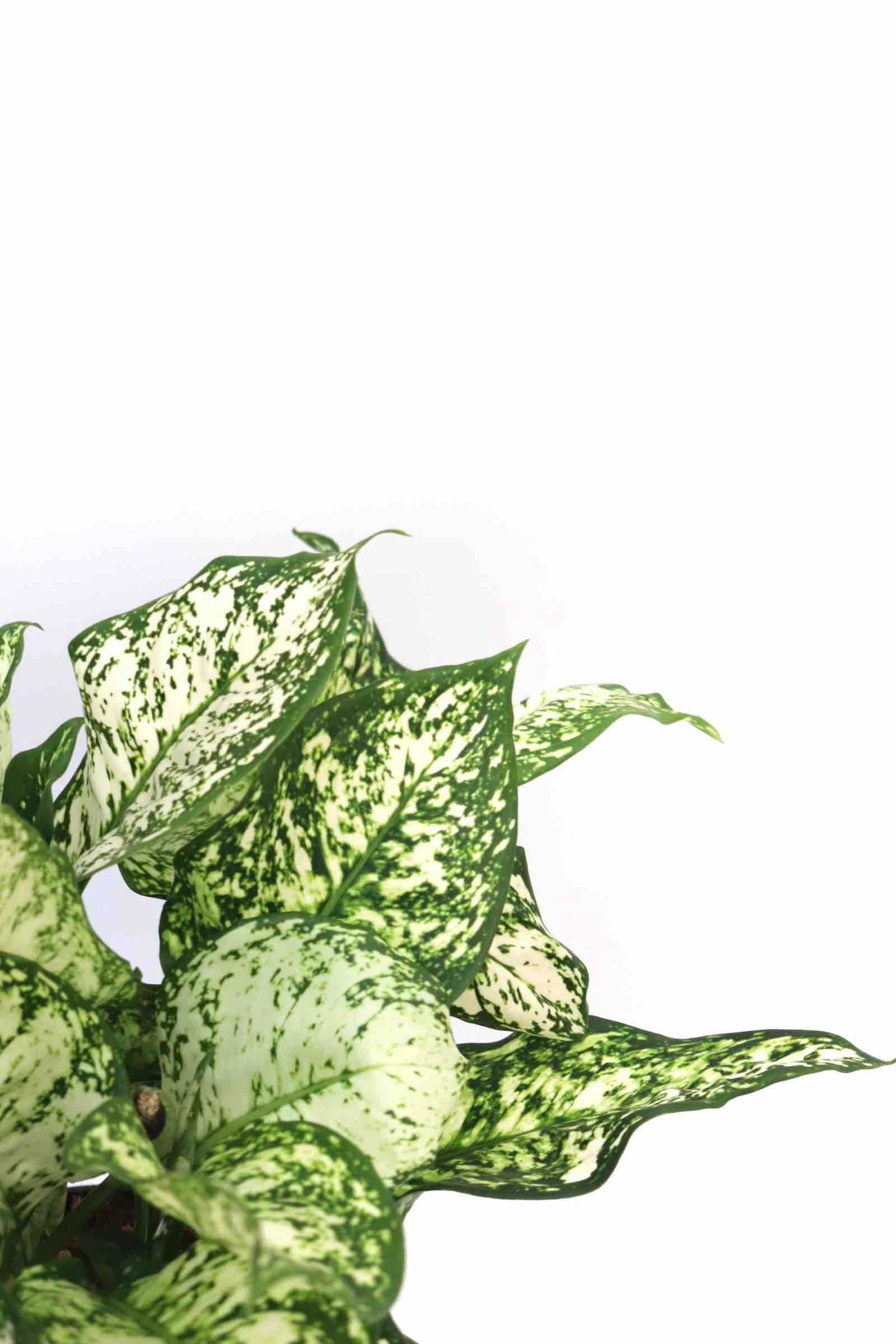 Aglaonema_kiwi_zoom_2_planthiza