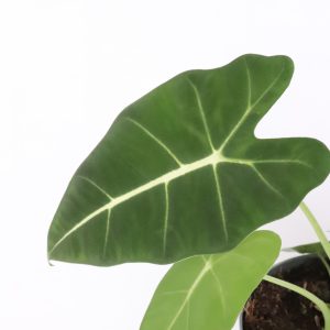 Alocasia micholitziana ‘Frydek’