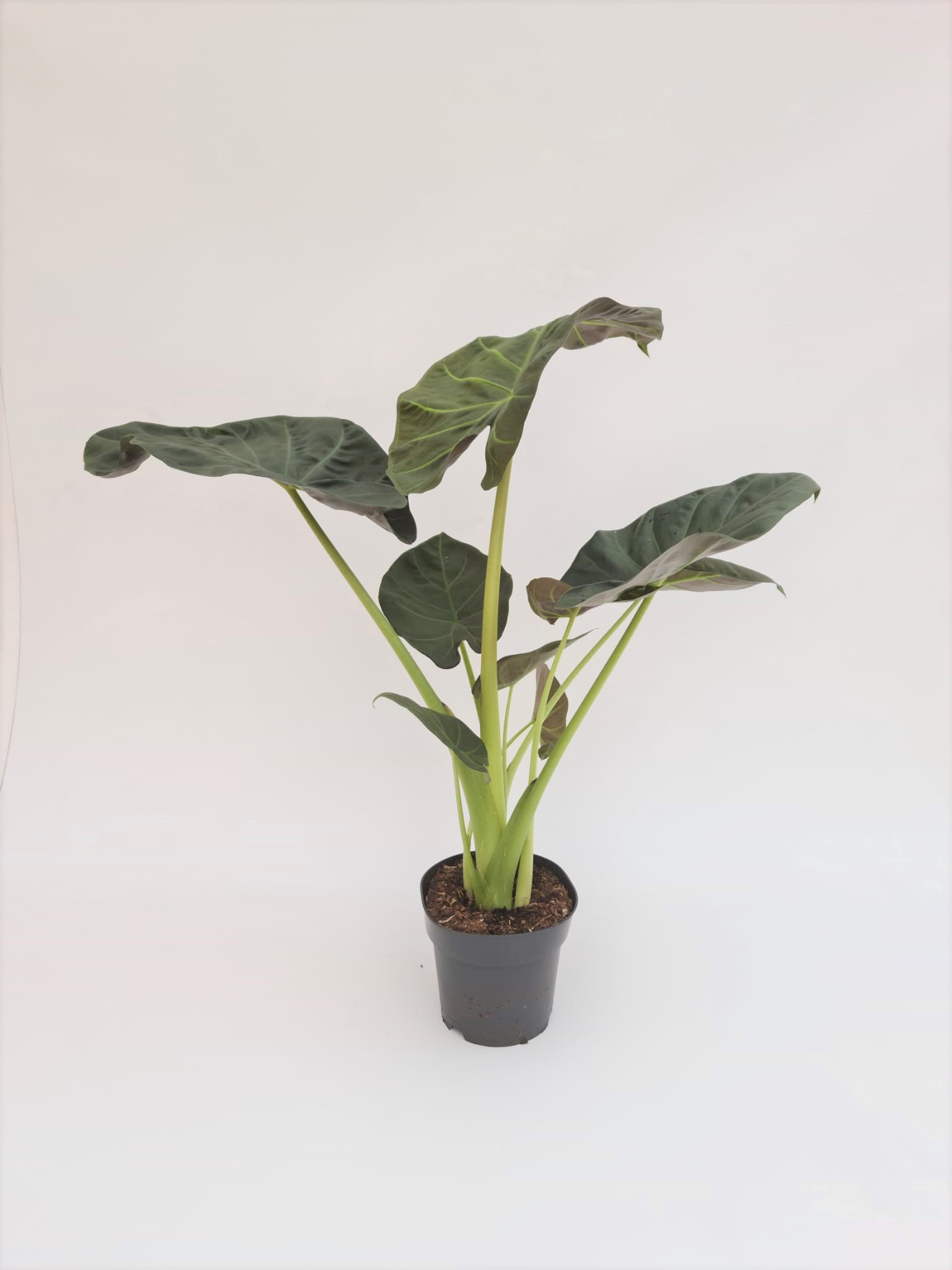 Alocasia ‘Regal Shield’ - Image 2