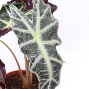 Alocasia amazónica 'Polly'