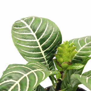 Aphelandra squarrosa v12-planthiza