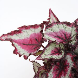 Begonia rex 'Odissi'