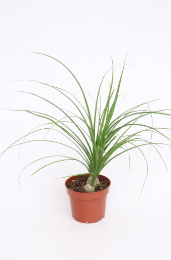 Beaucarnea recurvata