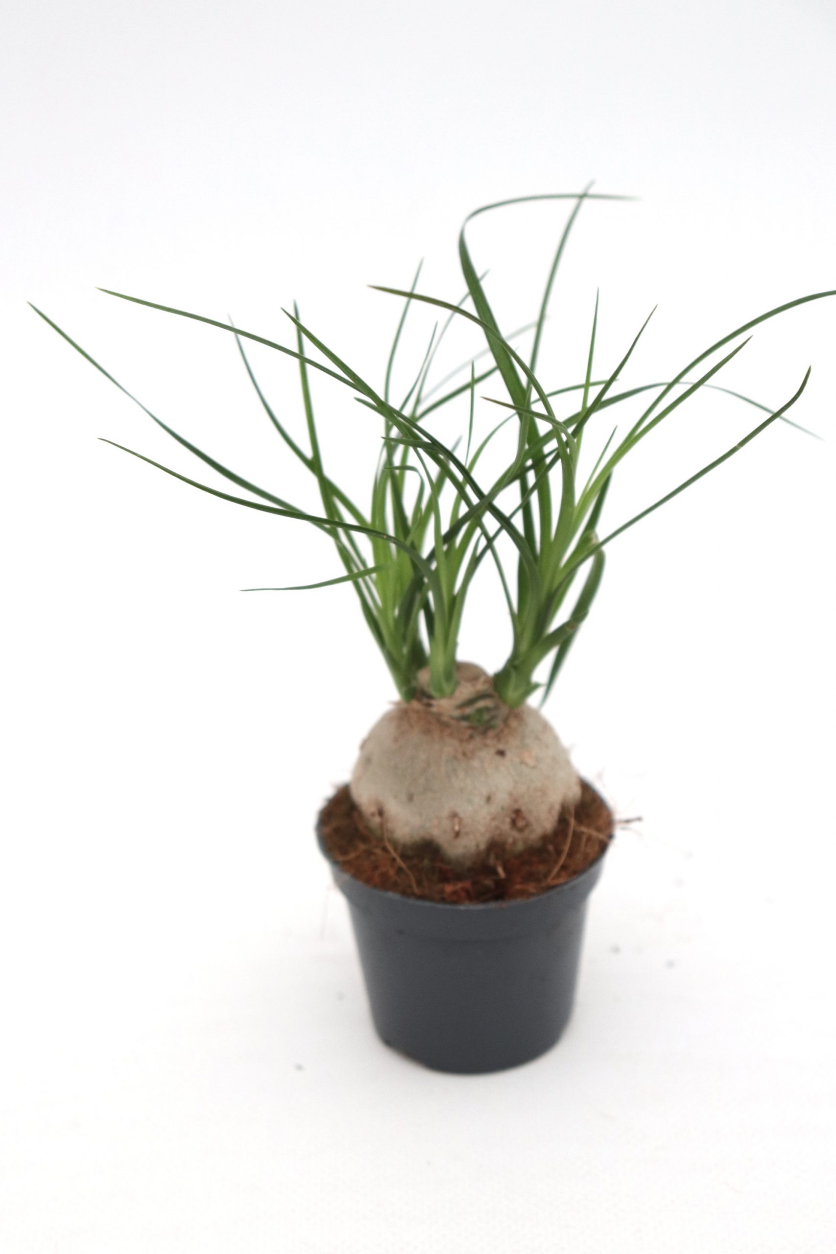 Beaucarnea recurvata