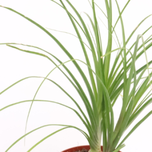Beaucarnea recurvata zoom