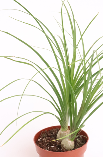 Beaucarnea recurvata zoom