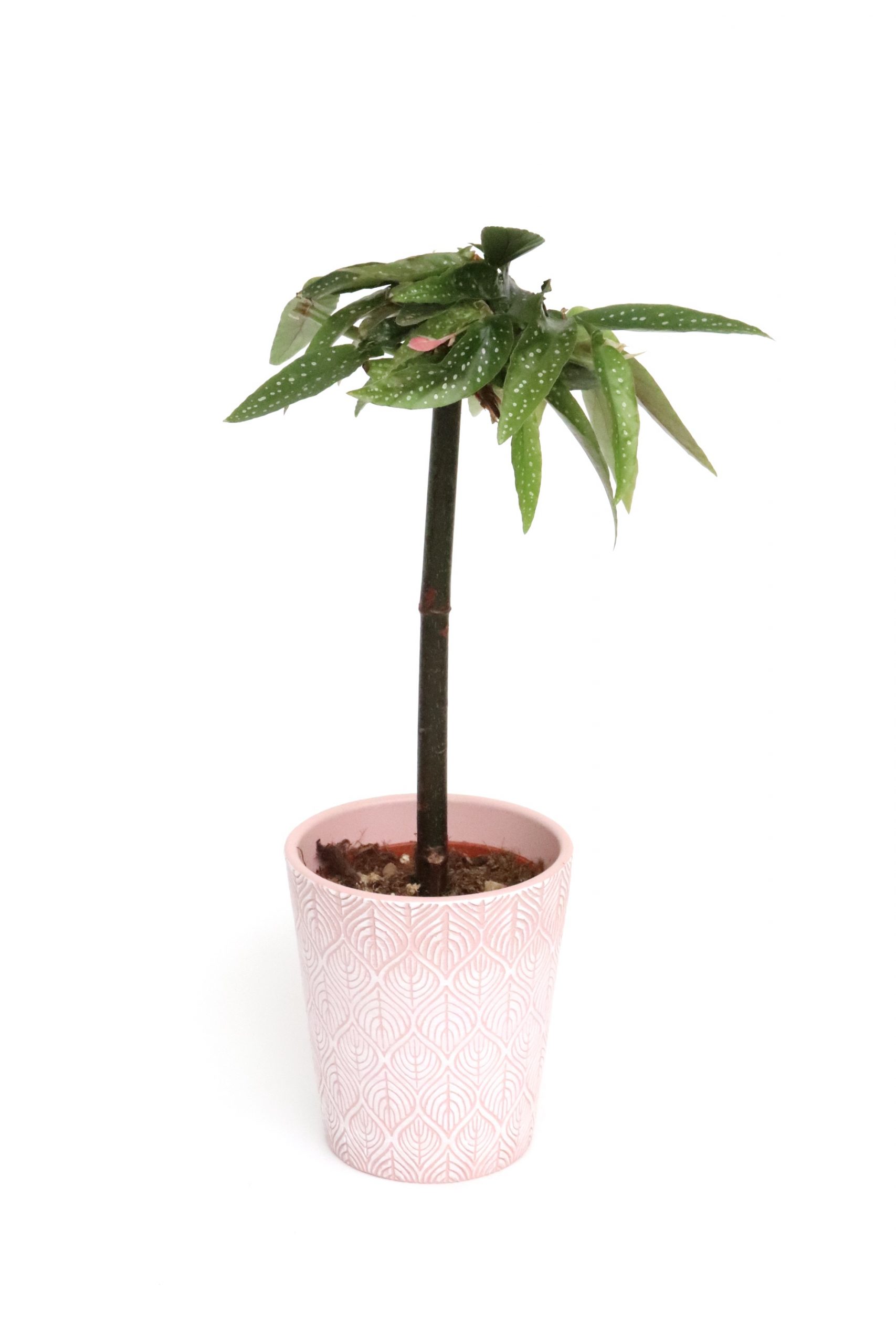 Begonia albopicta 'Tamaya' - Image 5
