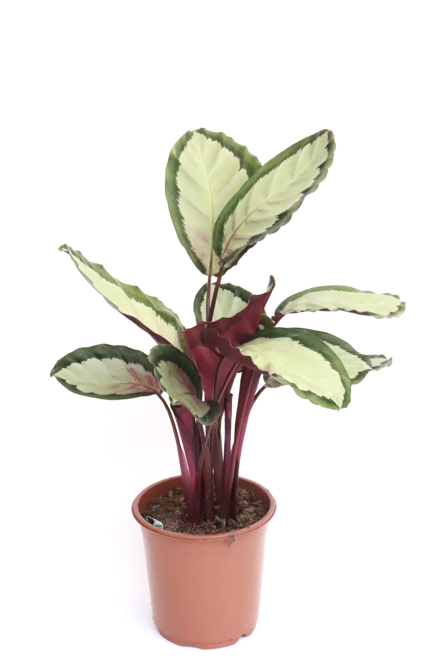 Calathea roseopicta ‘Sylvia’ - Image 3