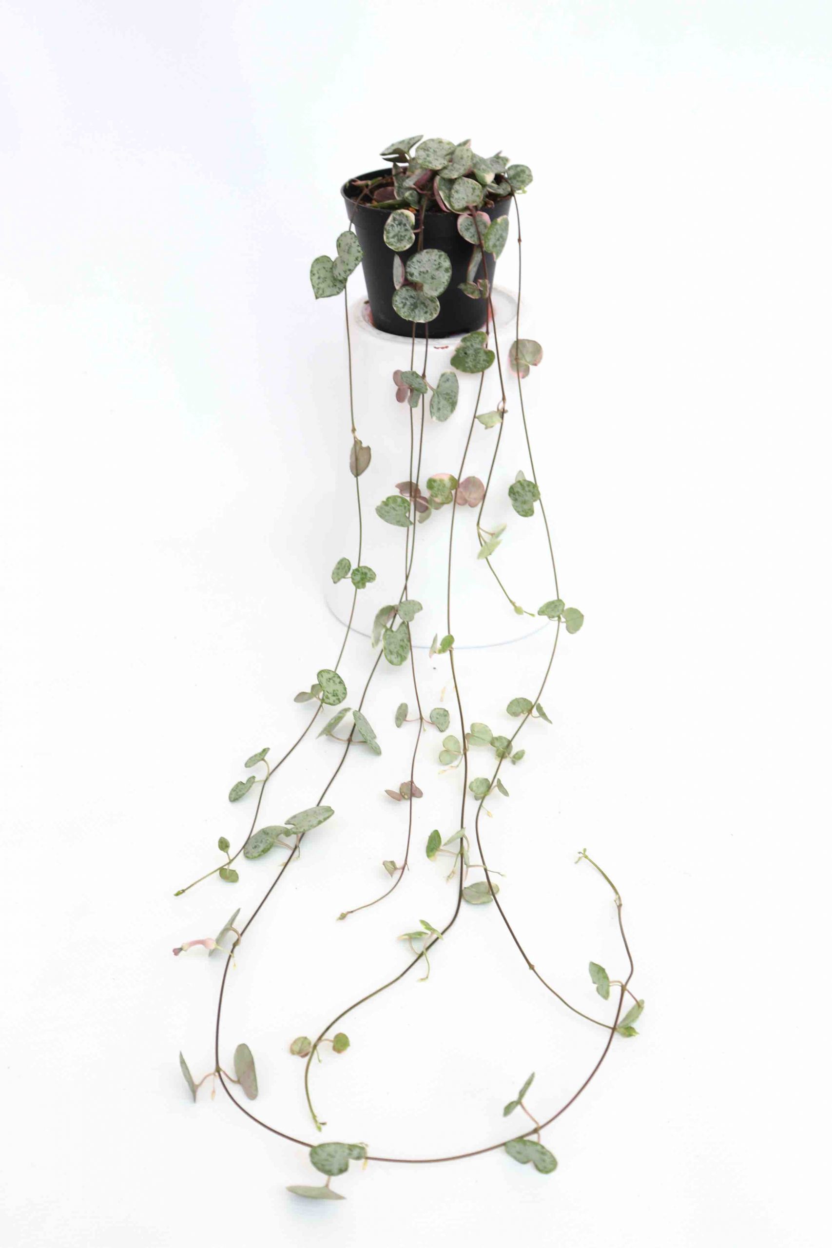 Ceropegia woodii 'Marlies' variegata - Image 3