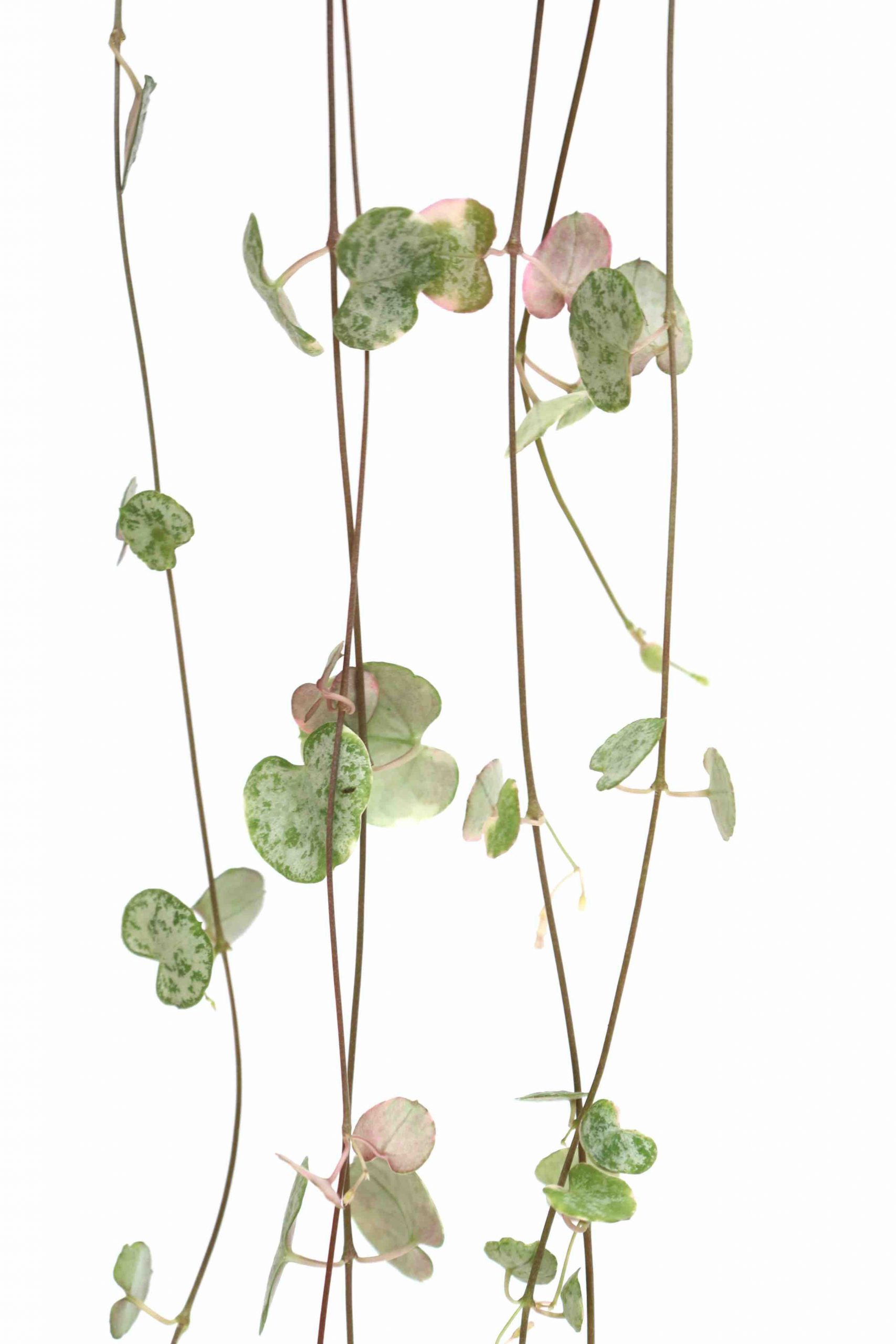 Ceropegia woodii 'Marlies' variegata - Image 5