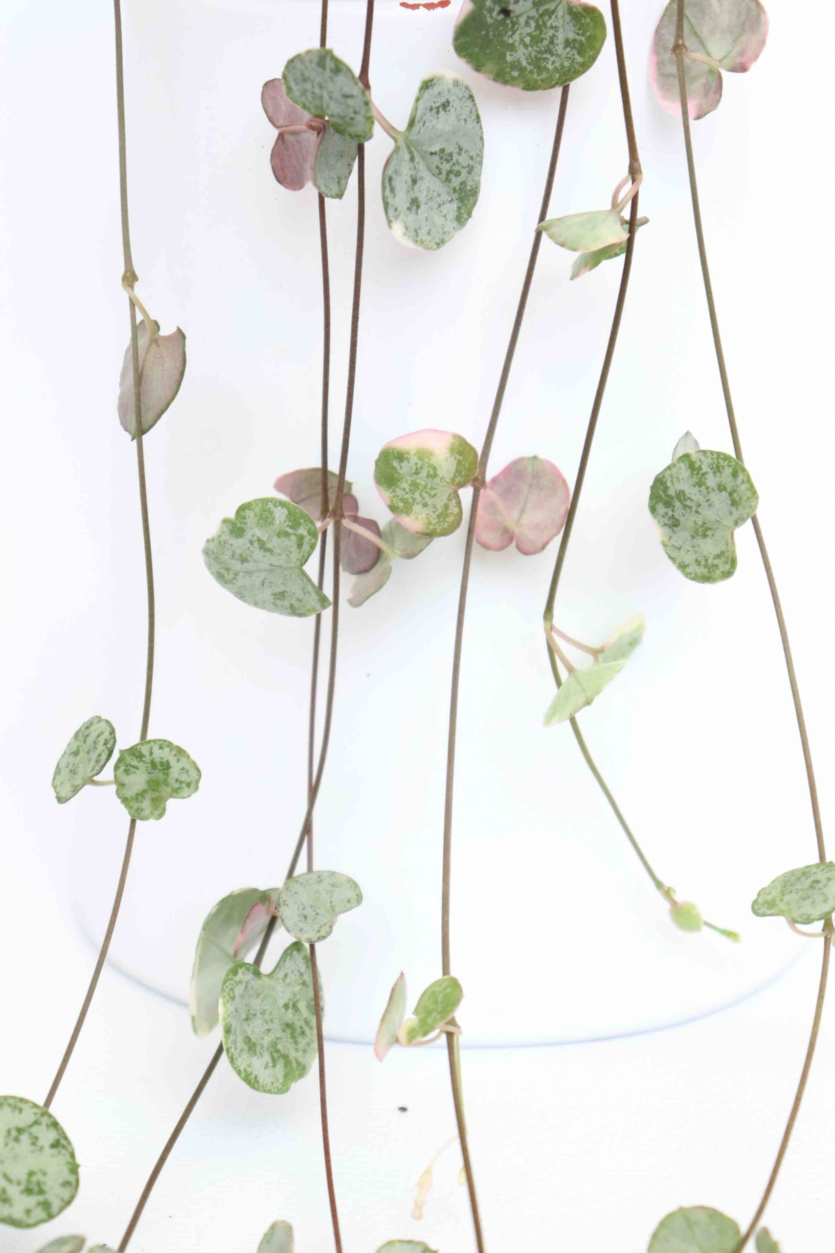 Ceropegia woodii 'Marlies' variegata - Image 2