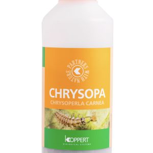 Chrysopa
