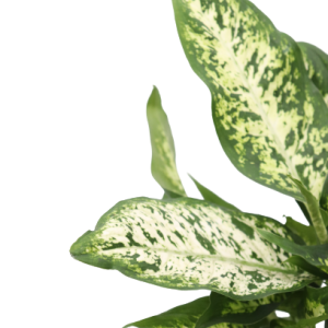 Dieffenbachia 'Compacta'