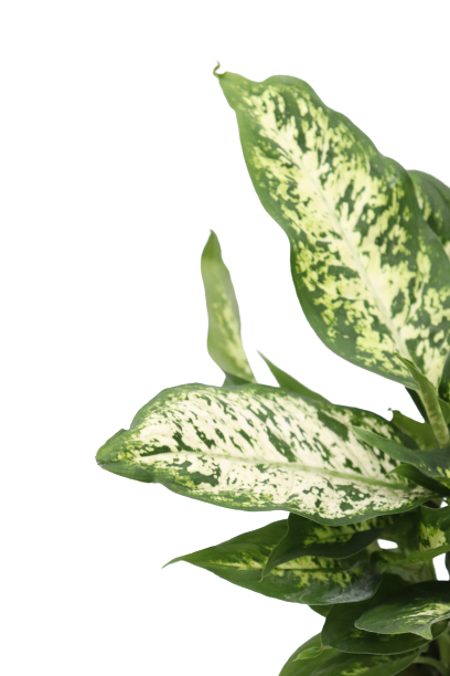 Dieffenbachia 'Compacta'