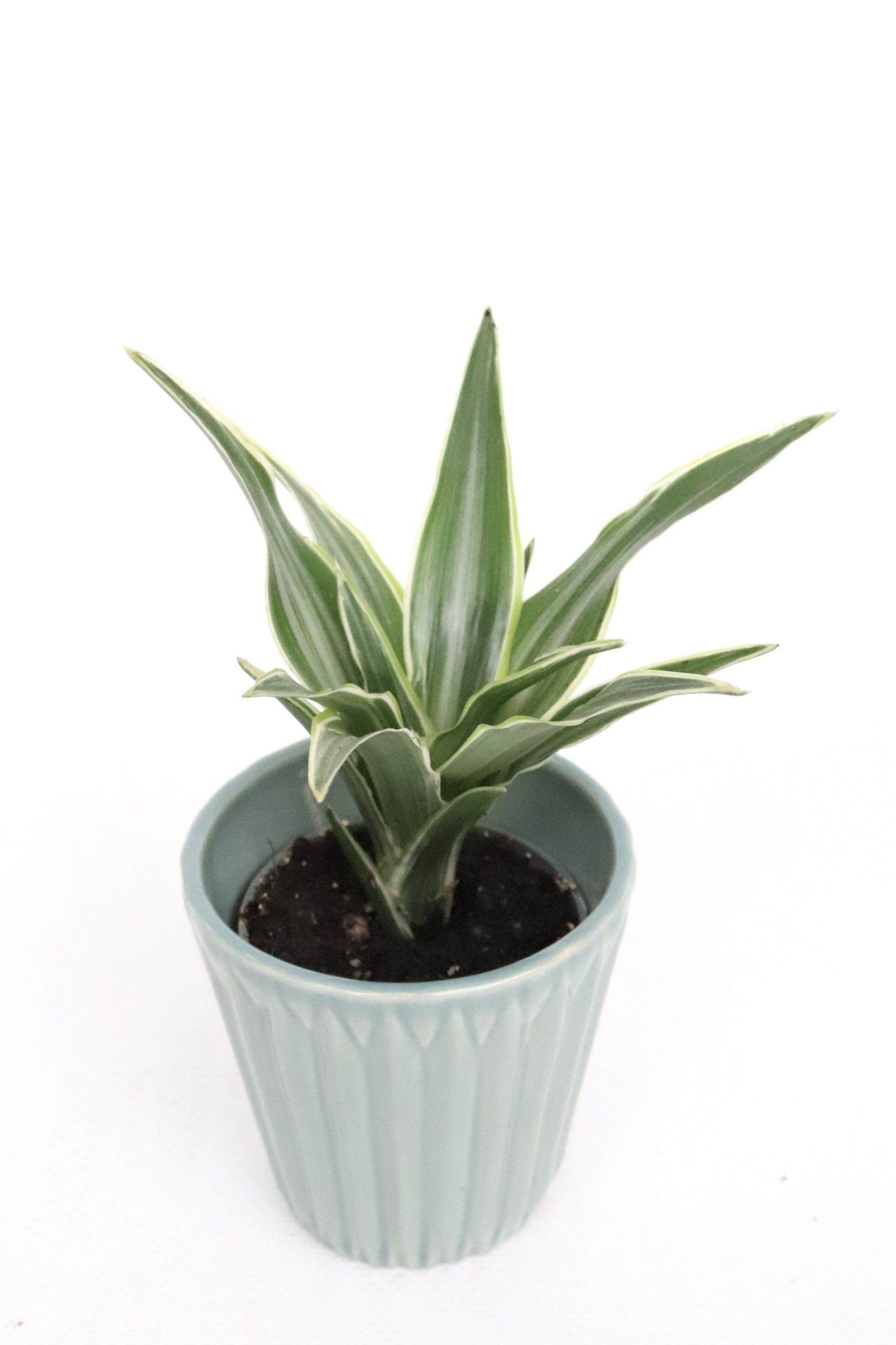 Dracaena fragrans 'Lemon lime' - Image 4