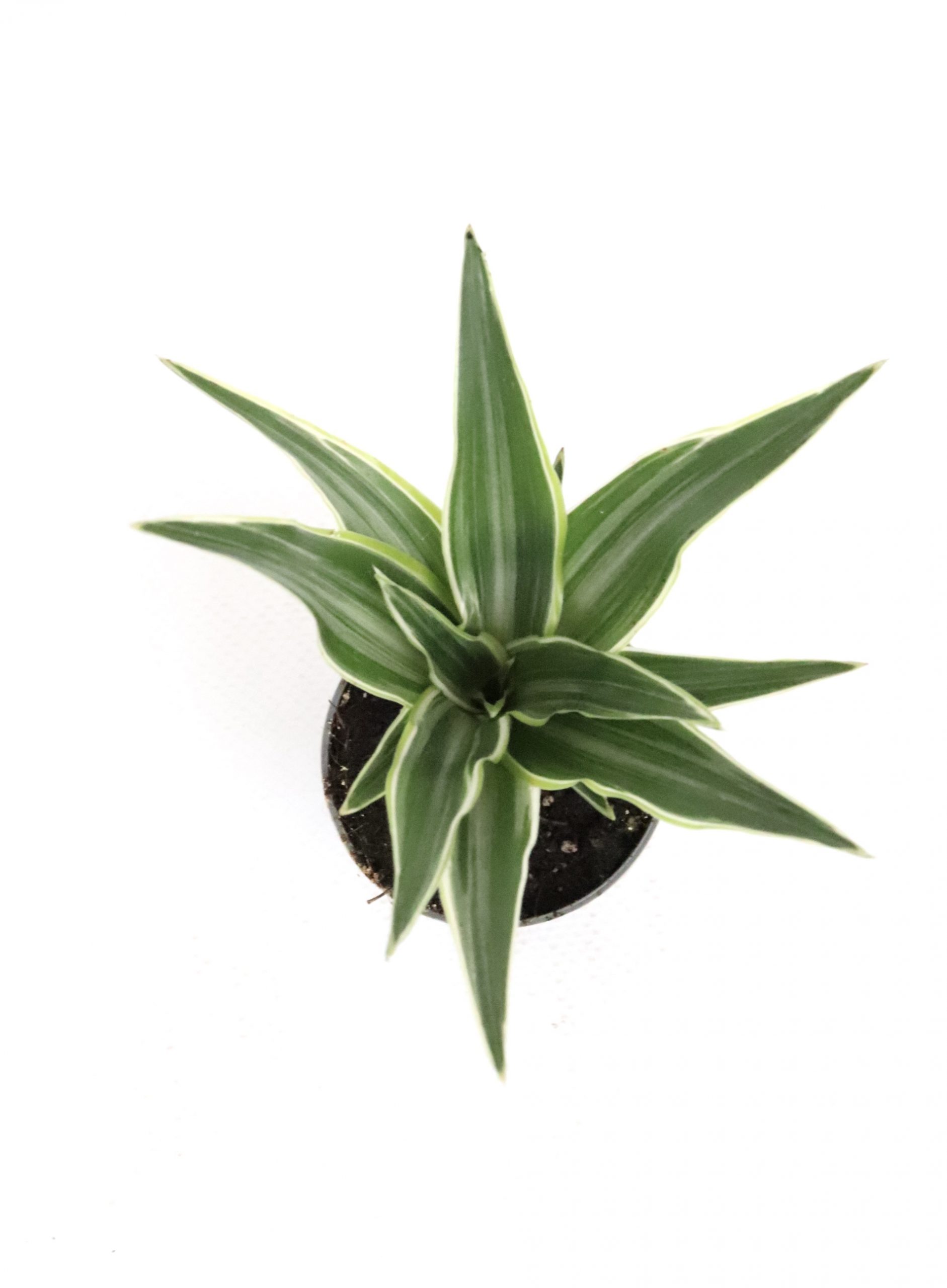 Dracaena fragrans 'Lemon lime' - Image 5