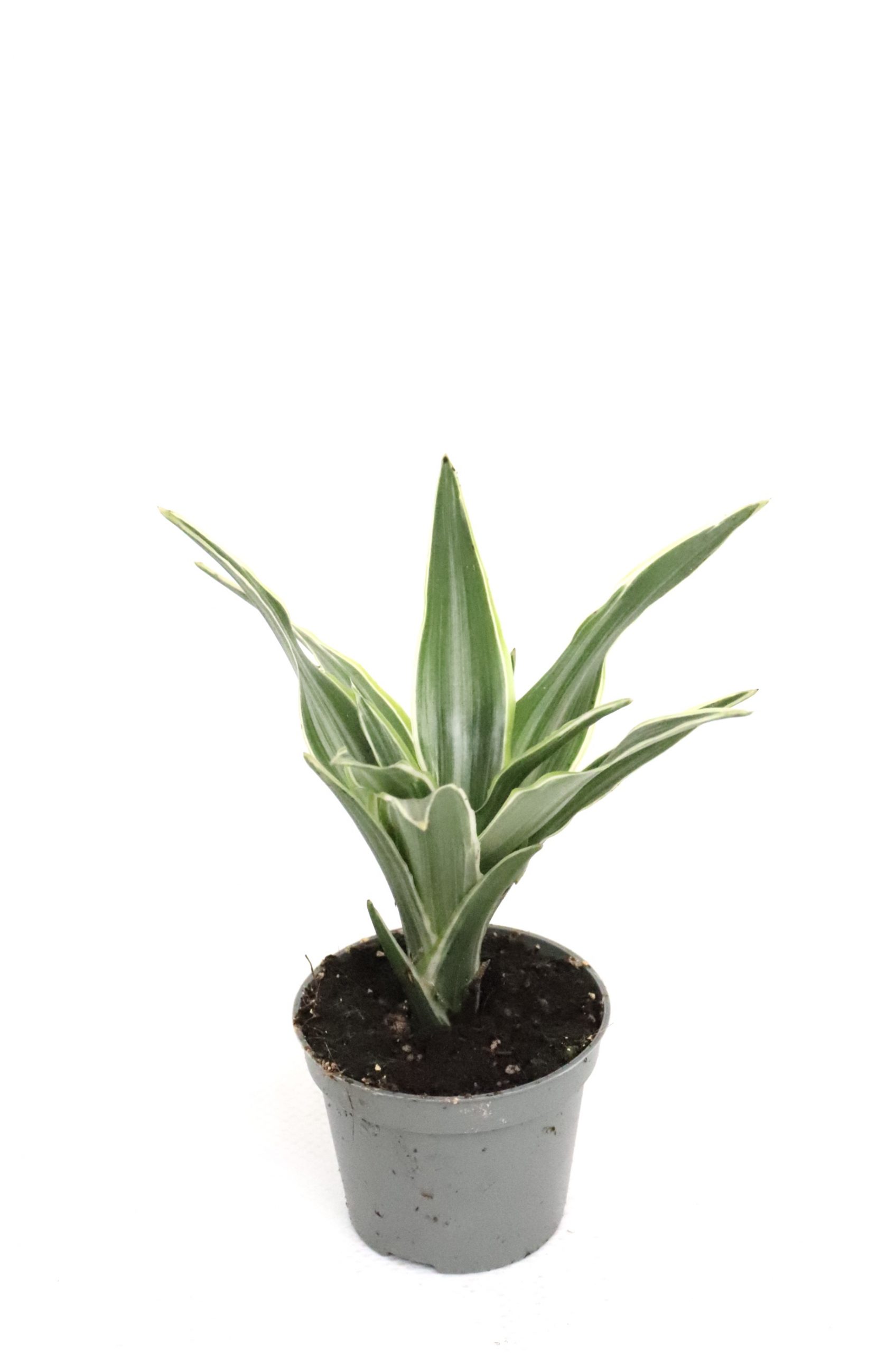 Dracaena fragrans 'Lemon lime' - Image 3