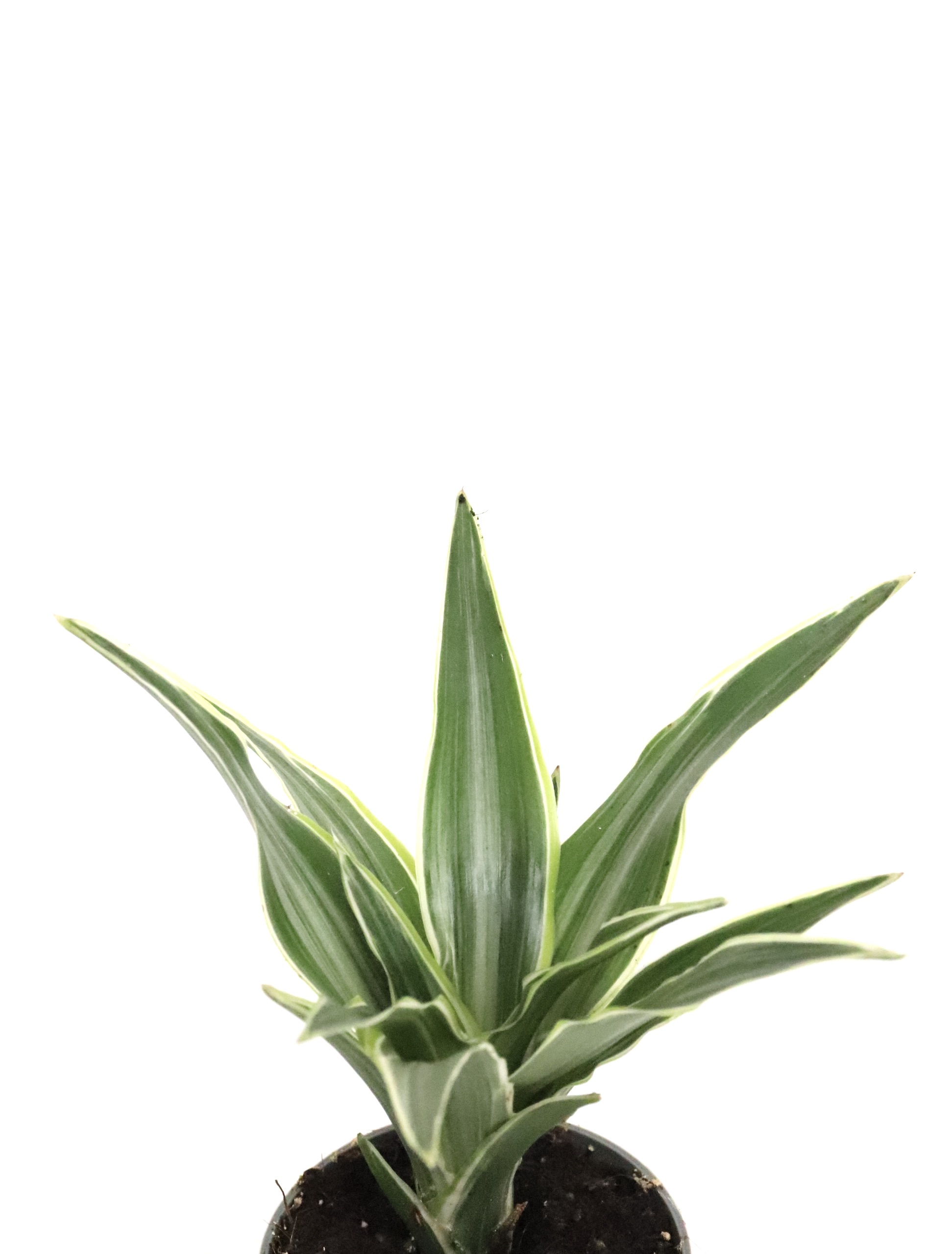Dracaena fragrans 'Lemon lime' - Image 2