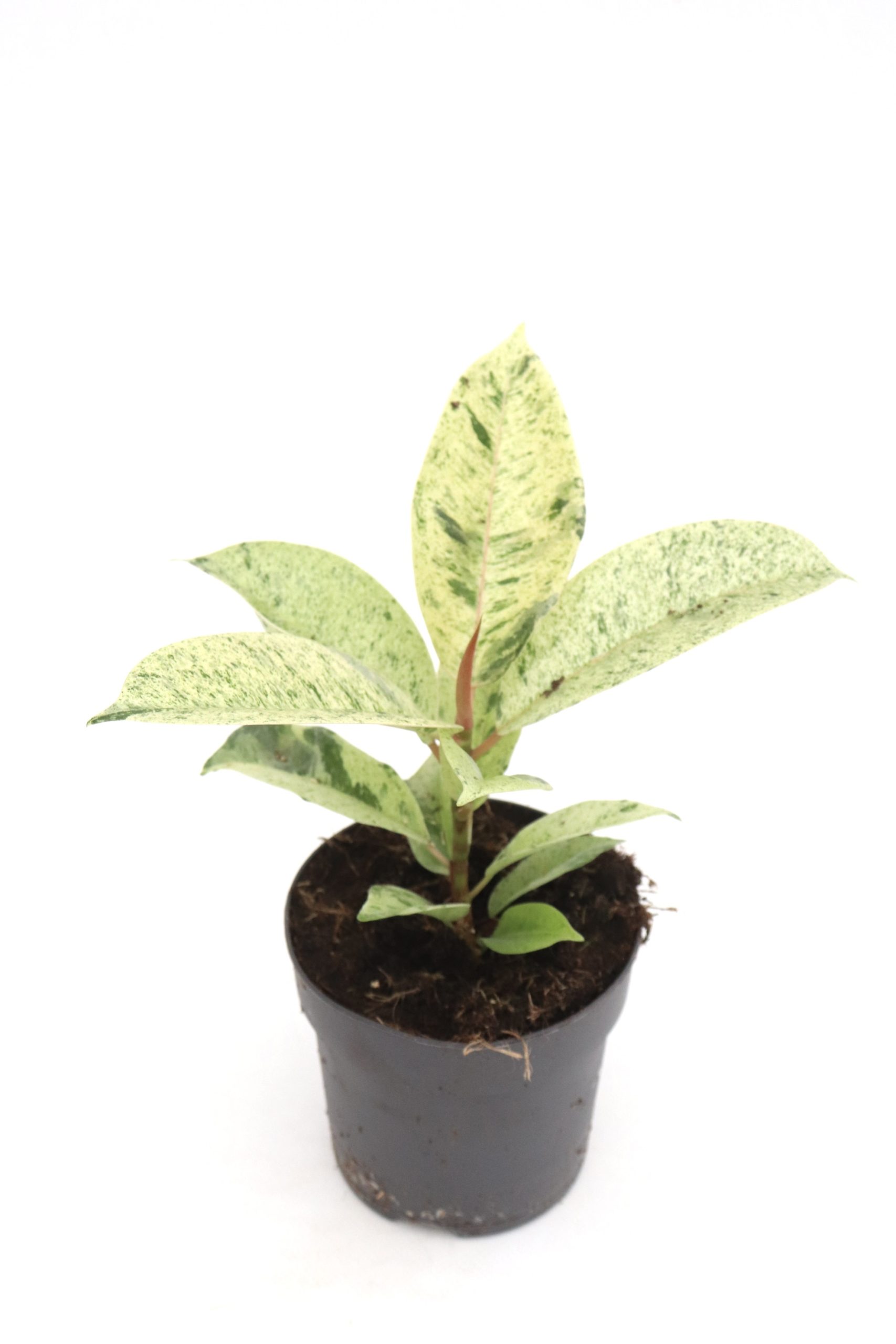 Ficus elastica 'Shivereana Moonshine' - Image 2