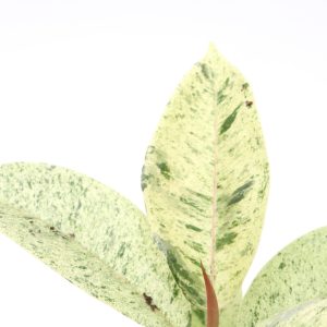 Ficus elastica 'Shivereana Moonshine'