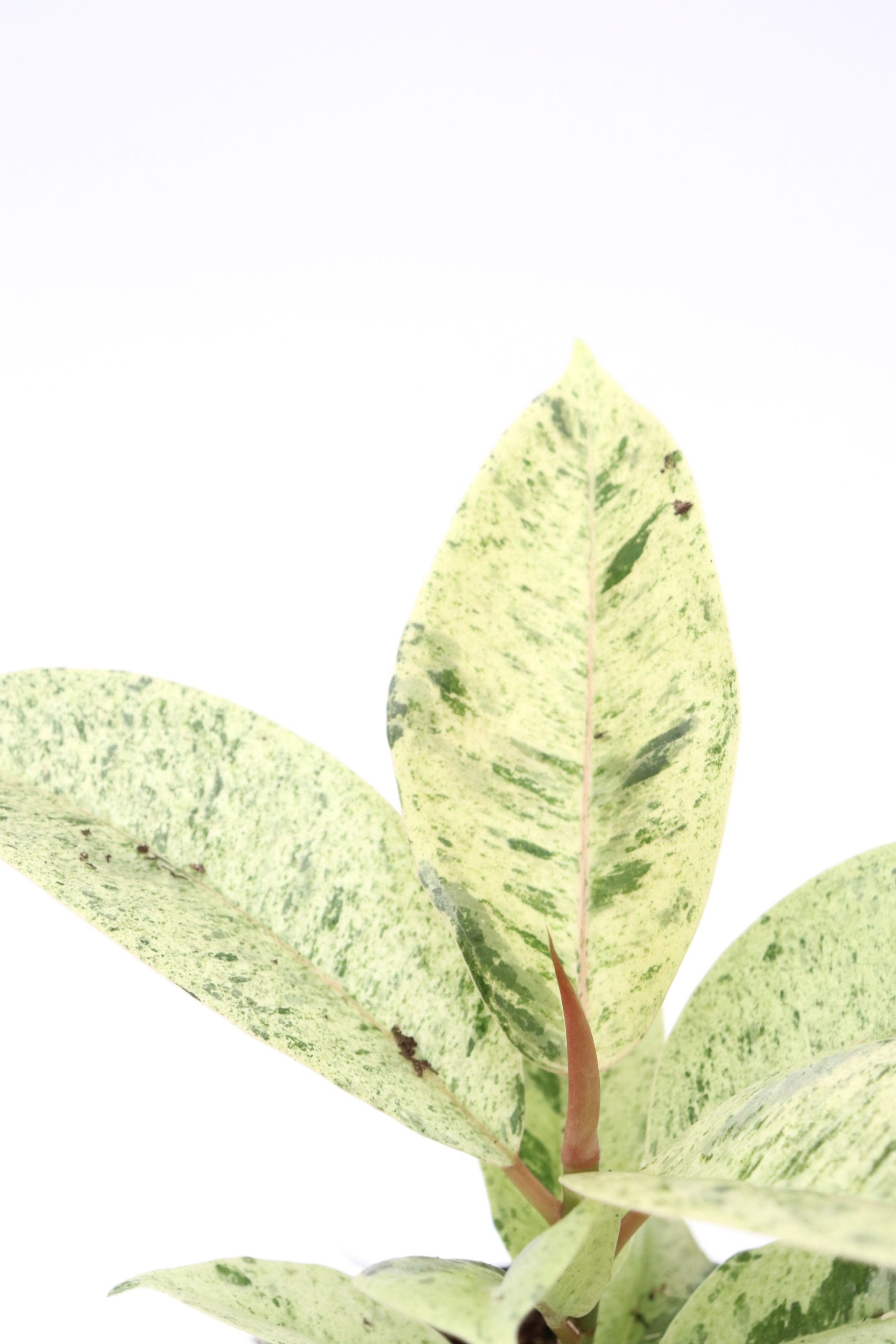 Ficus elastica 'Shivereana Moonshine'