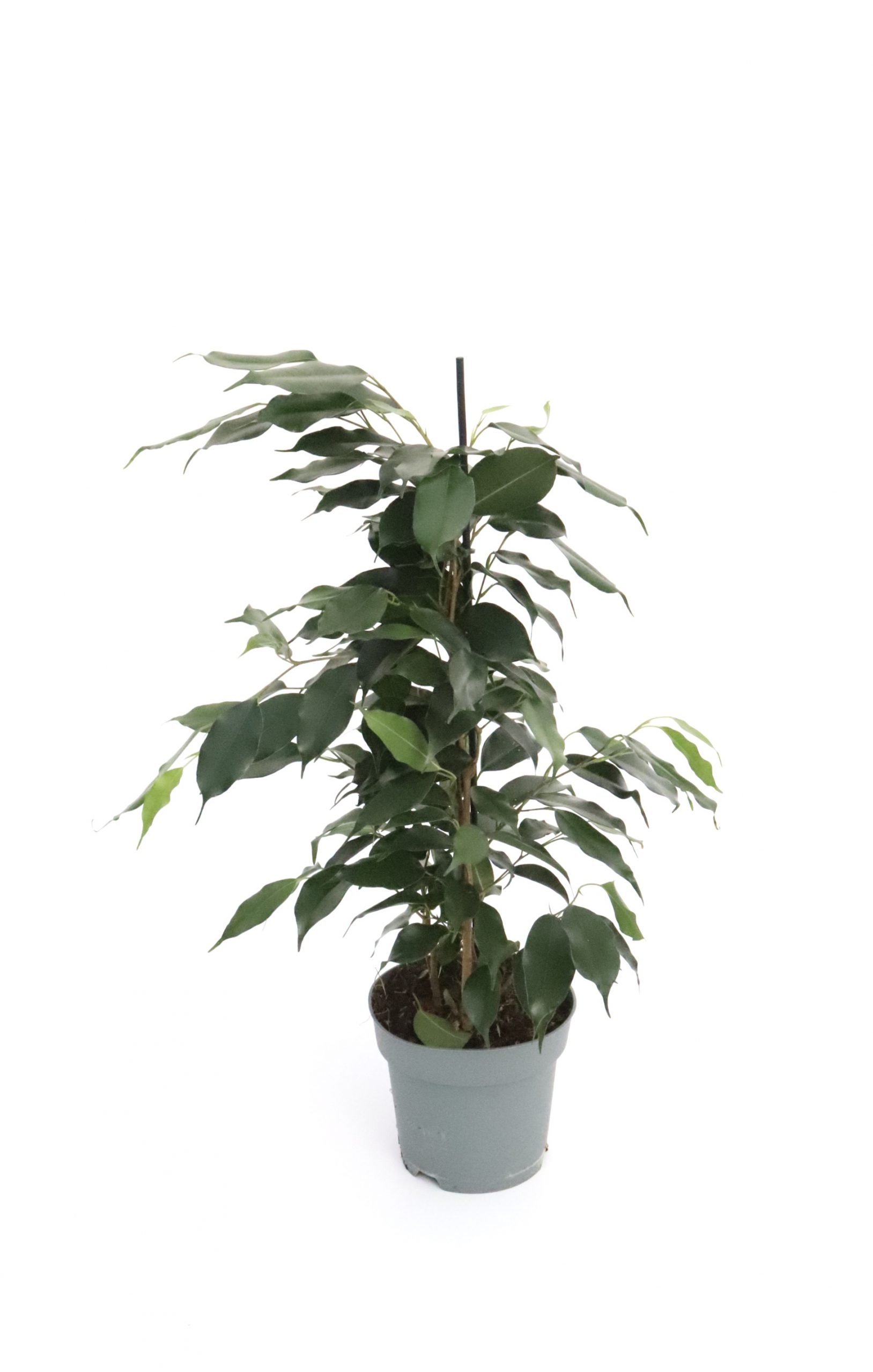 Ficus benjamina 'Danielle' - Image 4