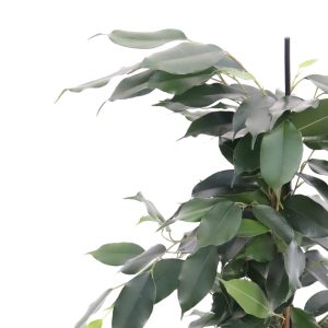 Ficus benjamina 'Danielle'