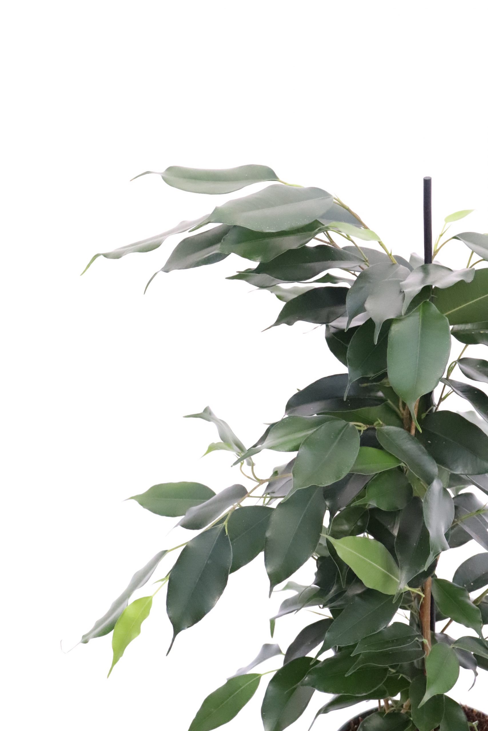 Ficus benjamina 'Danielle'