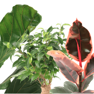 Ficus