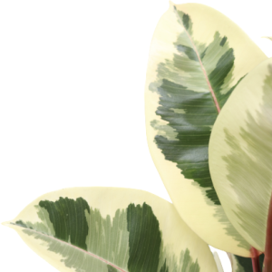 Ficus elastica 'Tineke'