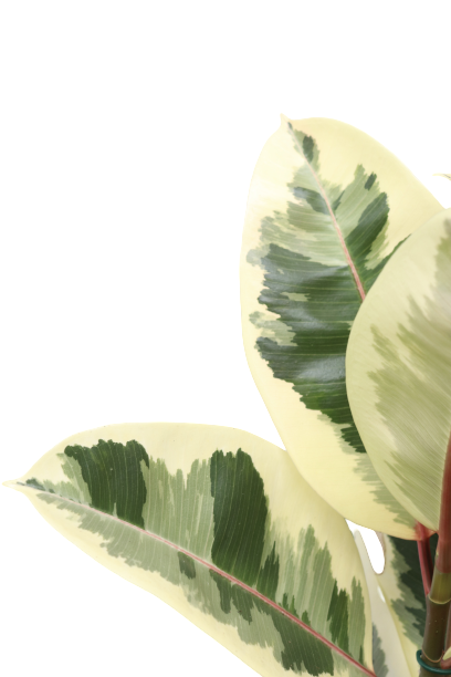 Ficus elastica 'Tineke'