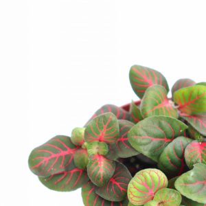 Fittonia albivenis 'Red Vein'